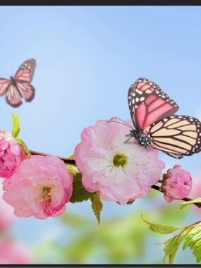 Meet your Posher, Elvira